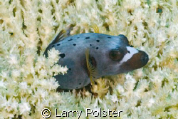 Black spotted puffer peeking out of hard coral. D70s, Sig... by Larry Polster 